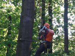 bomen rooien 